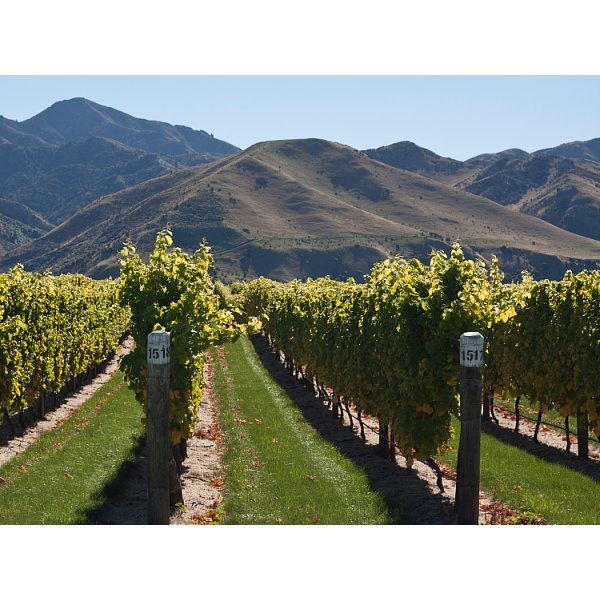 Villa Maria Private Bin Pinot Grigio White Wine 75cl x 6
